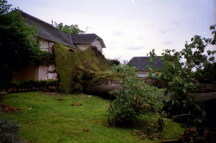 007 | Triangular Love. #fuji #fallen #tree #sky #grass #france #film #yashica #love #green