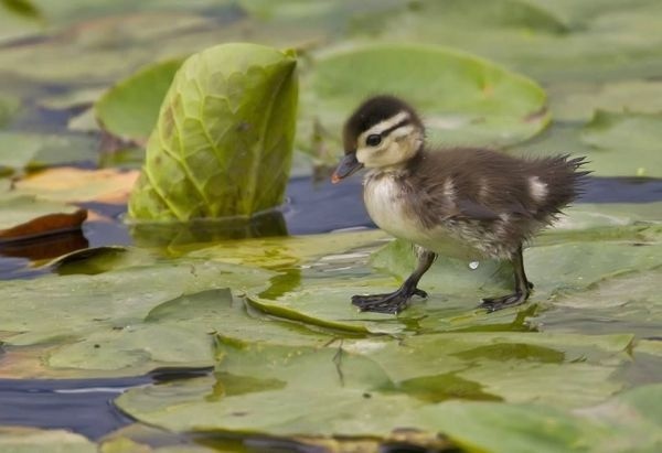 Duckling walking on waterlily leaves #waterlily #on #walking #duckling #leaves
