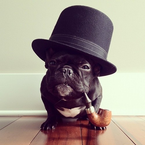 Standing Elements #hat #dog #pipe #french bulldog