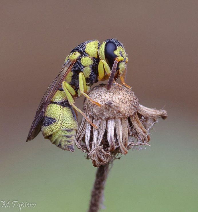 Insanely Detailed Macro Images of Insects by Mev Tapiero