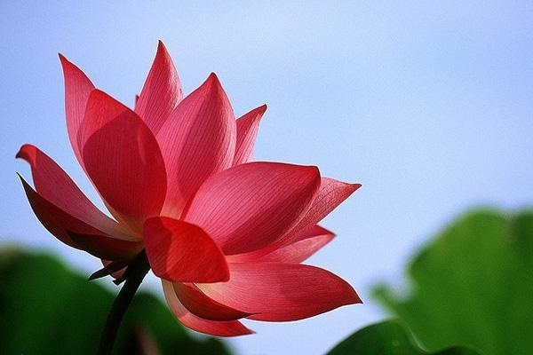 45 Beautiful Louts Flowers #louts #flowers