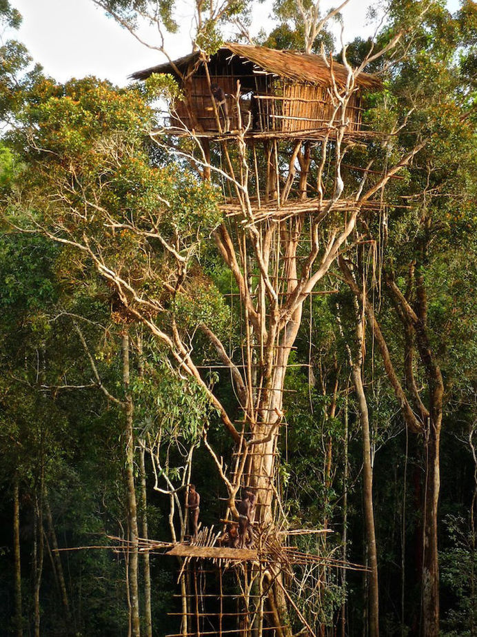 Skyscraper Tree House At The Korowai Tribe, Southeast Indonesian Province Of Papua #treehouse