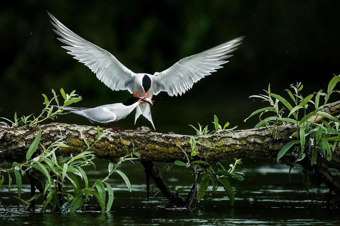 Brilliant Birds Photography by Jonas Classon
