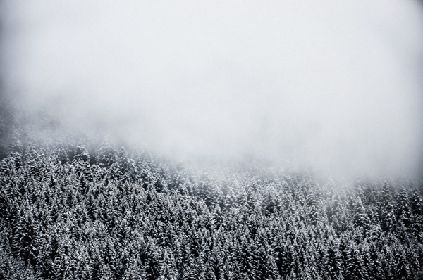 Fog. on Behance #fog #georgia #misty #minimal #forest #winter