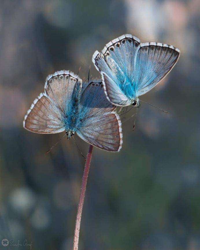 Beautiful Butterfly Pictures by Sandra Graf
