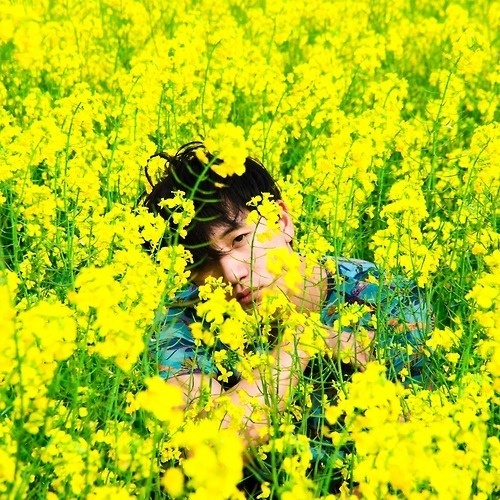Canola, Humming Bird, Boy. #humming #boy #yellow #bird #photography #flower #canola
