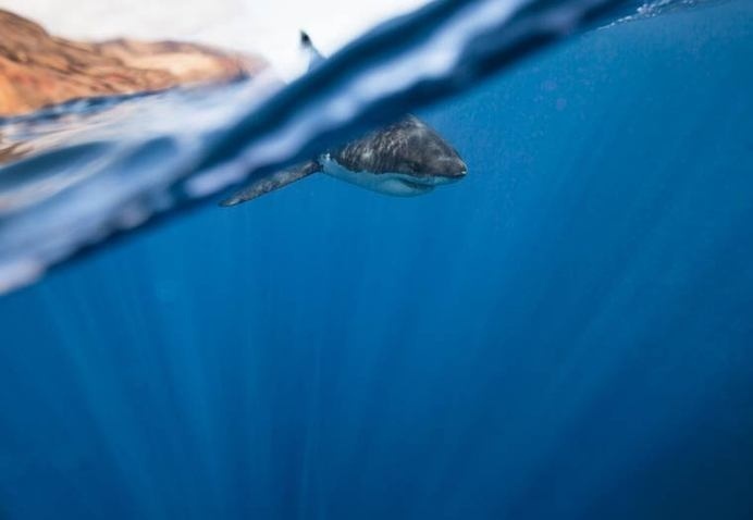 corey-arnold-wildlife-photography-6 #photography #shark #animals