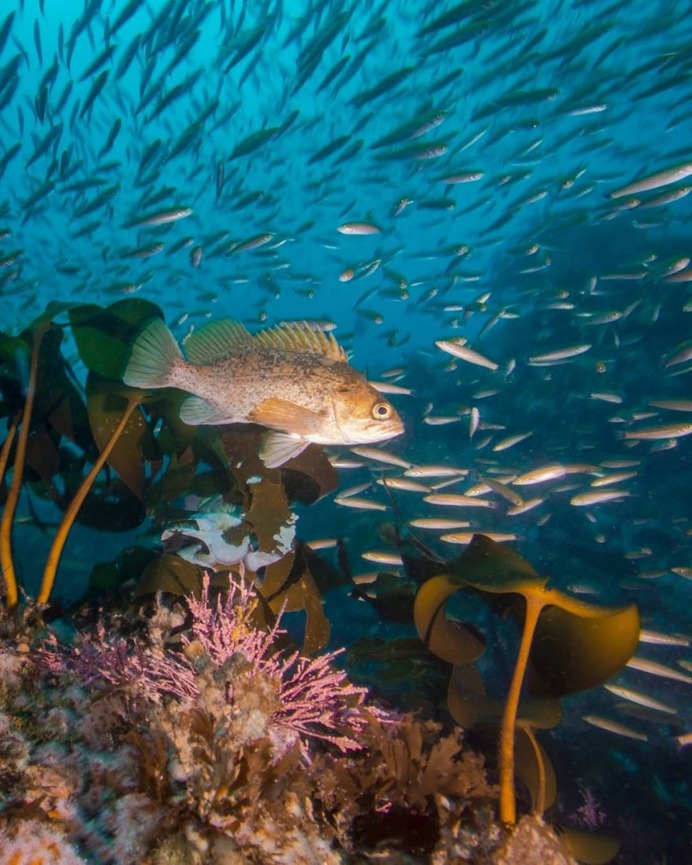 Spectacular Wildlife and Underwater Photography by Justin Hofman