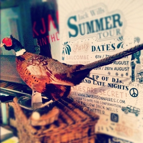 Game Bird #pheasant #bird