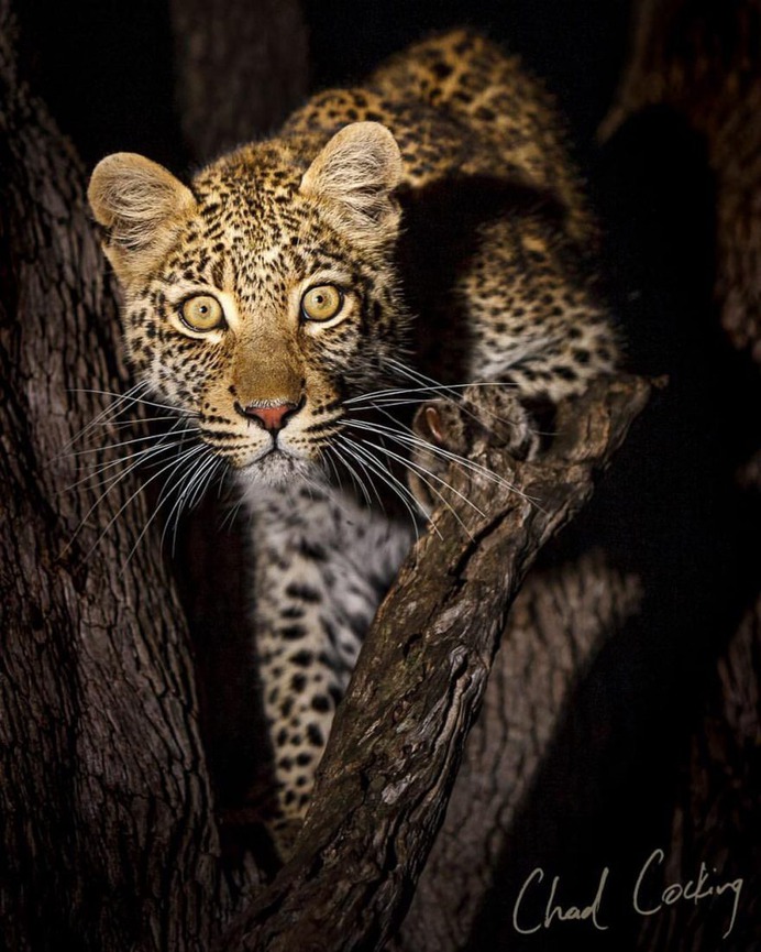 Amazing Wild Animals Portraits by Chad Cocking