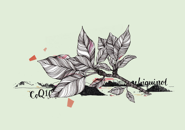 ❦ True Nature identity www.pepijnrooijens.com #illustration #identity