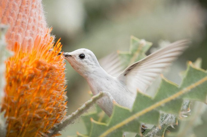 #hummingbird: Magnificent Birds Photography by Elijah Gildea