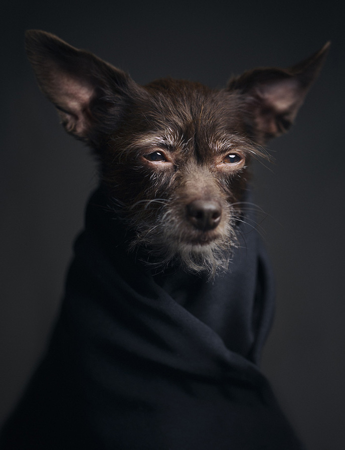 Dramatic Portraits Of Animals Expression Like Human Emotions #animal photography #Cute Dog #Portrait Photography