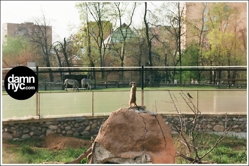 damn nyc - pictures #damnnyc #analog #damn #photo #photography #nyc