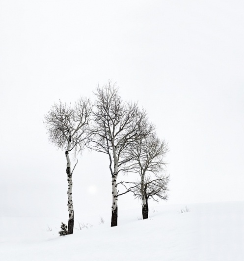 White Horizon on the Behance Network #trees #photography #snow #contrast