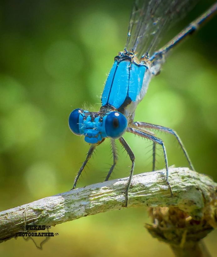 #macro_vision: Macro Insect Photography by Norman Rowsey