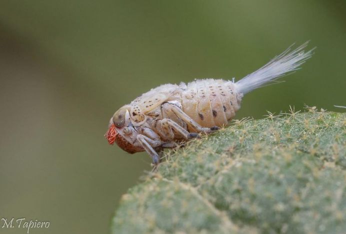 Insanely Detailed Macro Images of Insects by Mev Tapiero
