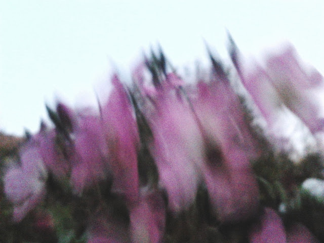 `agnieszkaicel #polish #photographs #autumn #flores #flowers