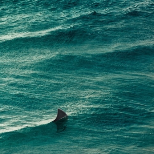 YIMMY'S YAYO™ #ocean #sea #shark
