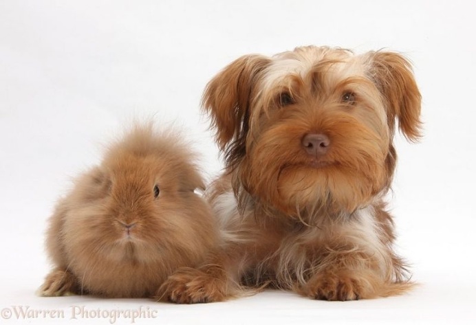 Mark Taylor Captures Hilarious Photos Of Pets Sharing The Same Colors