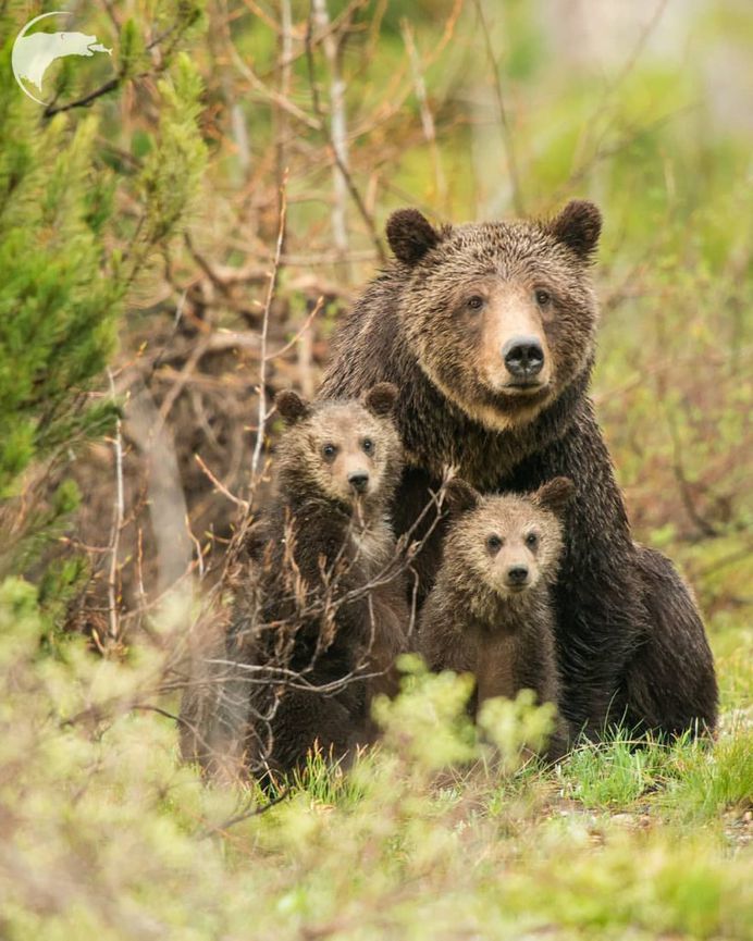 Spectacular Wild Animals Photography by Thomas D Mangelsen