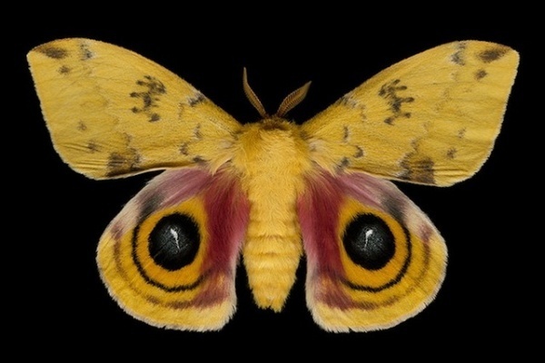 Jim des Riviéres #inspiration #photography #macro