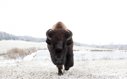 %C2%A92011+KatyaKirilloff+All+Rights+Reserved.jpg (1000×629) #photography #bison