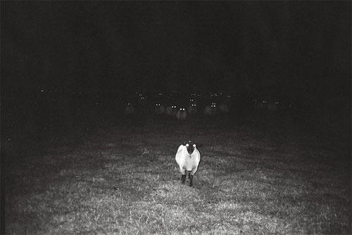 tumblr_lkzuncNmLU1qz4hjyo1_500.jpg 500×334 pixels #sheep #white #black #and
