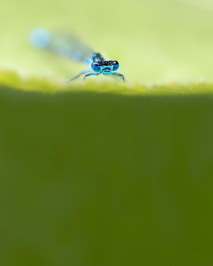 #macro_perfection: Macro Wildlife Photography by Franka Slothouber