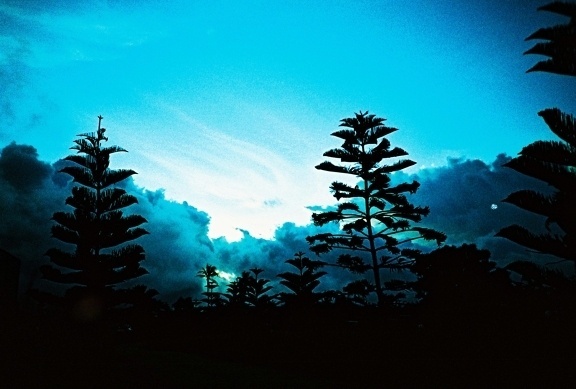 I feel pine #analogue #process #lomography #cross #lomo #landscape #pro