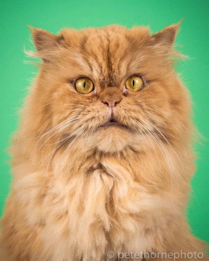 Fat Cats Project by Pete Thorne