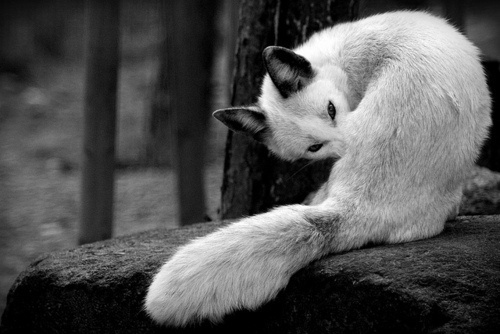 DETHJUNKIE* #fox