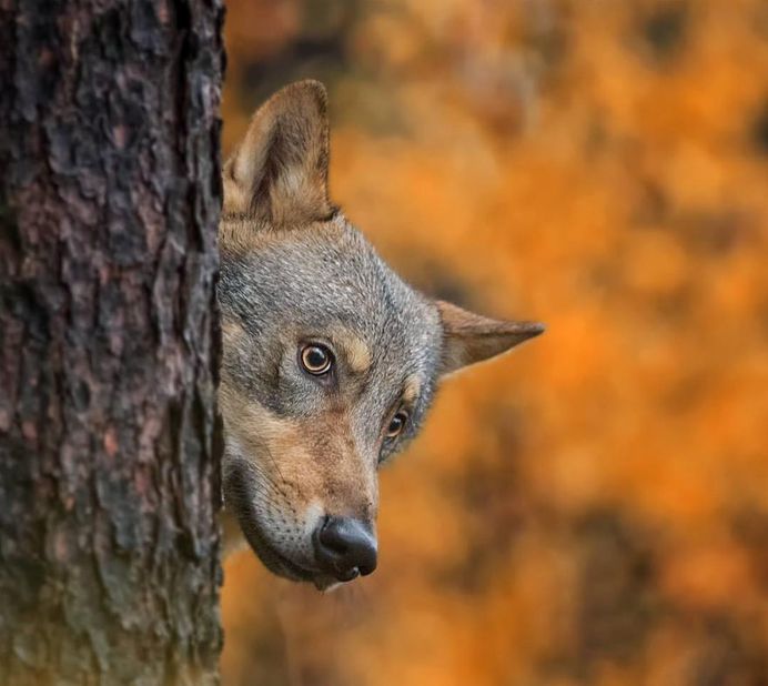 Breathtaking Close-Up Portraits of Wild Animals by Ina Schieferdecker