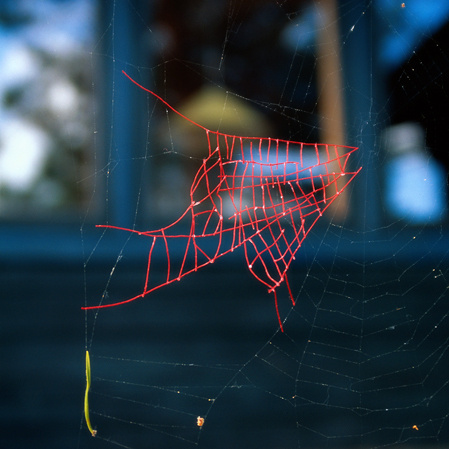 Nina Katchadourian, Mended Spider Webs #mended #webs #spider #nina #katchadourian