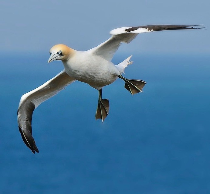 #birdstagram: Graceful Bird Photography by Peter Kühn