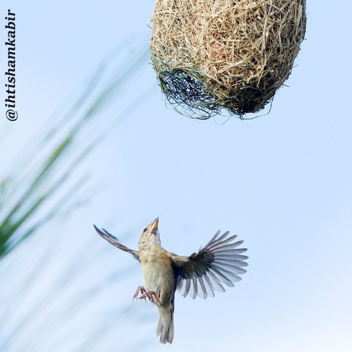 #birds_adored: Stunning Birds Photography by Ihtisham Kabir