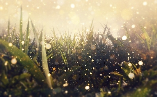 Hidden in the Magic Garden on the Behance Network #water #grass #photo #picture #dew #bokeh #image #photography #rain #drops