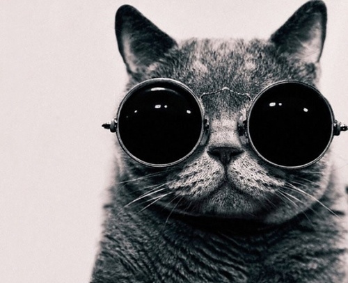 cat wit glasses
