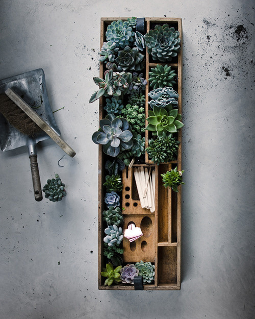 image #photography #plants