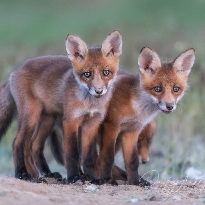 Fine Art Wildlife Photography by Dmitry Arkhipov