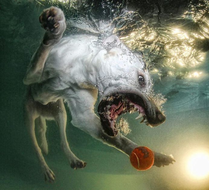 Uderwater Dogs: Creative and Playful Photography by Seth Casteel