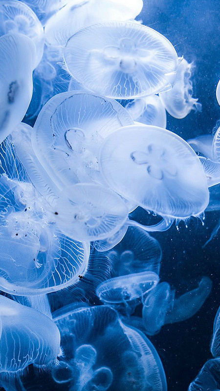 Jellyfish iOS Wallpaper