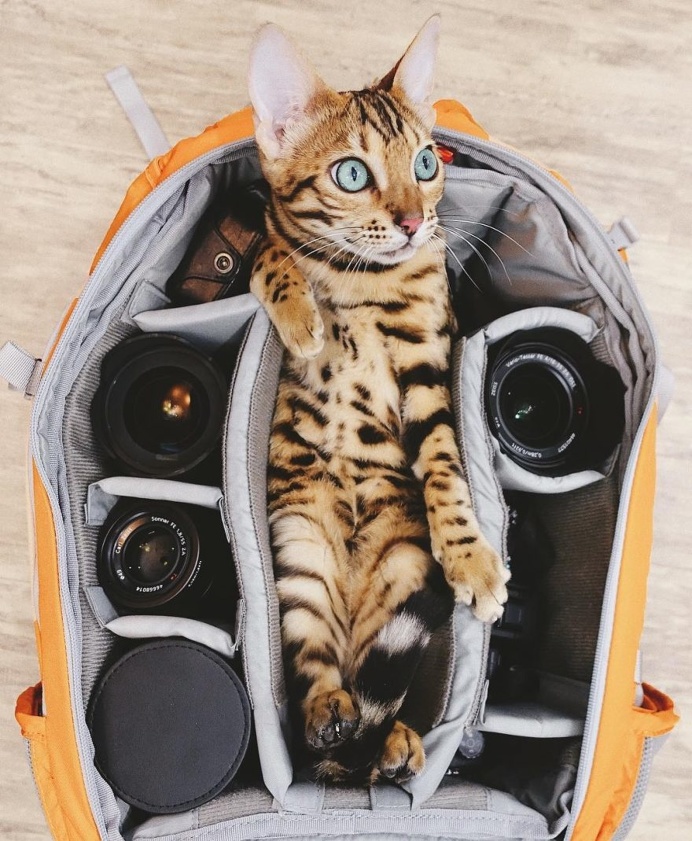 Meet Suki, The Adventure Wondercat Who Became an Instagram Star