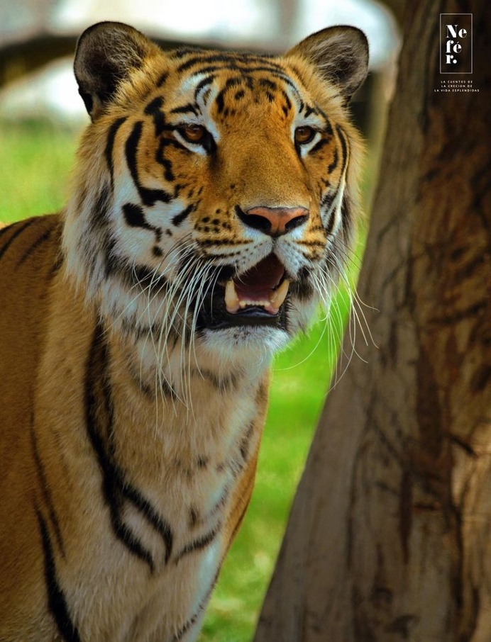 #tiger #nature #wild #cub #forest #love #animal #bigcat