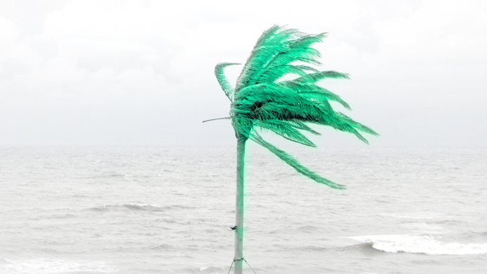 palm_ George No.5, Zandvoort (NL) PHOTOGRAPHIE © [ catrin mackowski ]