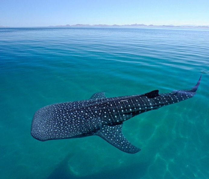 Mind-Blowing Wildlife and Underwater Photography by Thomas Peschak