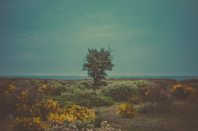 Beach #denmark #landscape