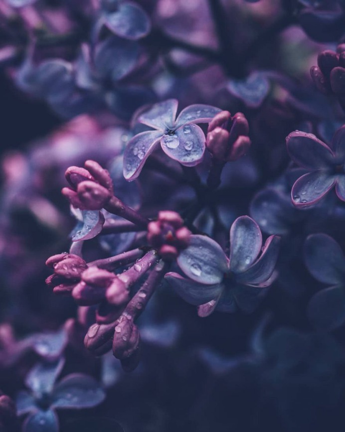 Beautiful Macro Flowers Photography by Tasha Tajdel
