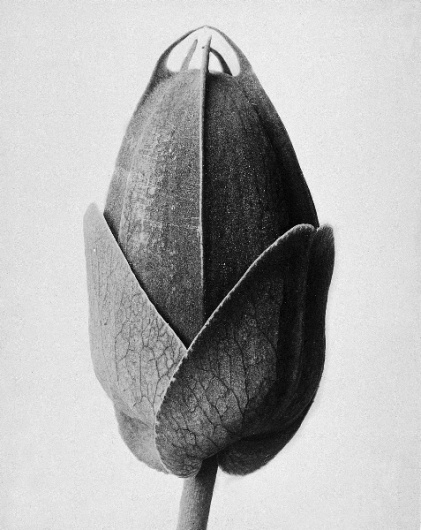 A Minute of Perfection, Karl Blossfeldt #photography