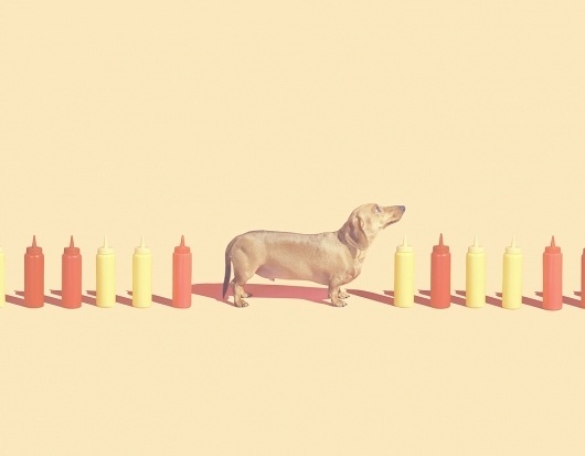 dog55_1000.jpg 970×757 pixels #meyers #sauce #dog #sausage #mustard #hot #tomato #photography #b #andrew